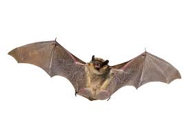 Image for event: Bats!