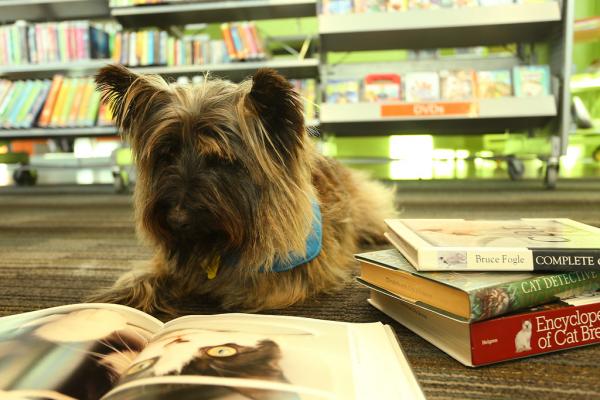 Image for event: Book Buddies reading dogs