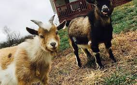 Image for event: Petting Zoo with Orrick Acres