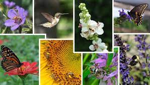 Image for event: Pollinators