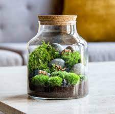 Image for event: Make your own terrarium